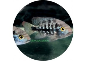 Vieja Coatzacoalcos (Coatza Cichlid)