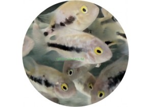 Vieja Fenestratus Marble (Marble Fenestratus Cichlid)