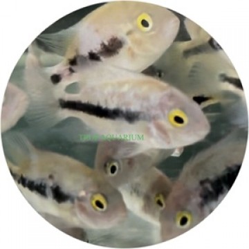 Vieja fenestratus marble (Fenestratus marble cichlid)