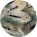 Cichlids