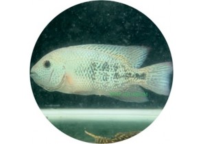 Vieja Hartwegi (Tailbar Cichlid)