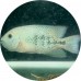 Cichlids