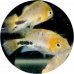 Cichlids
