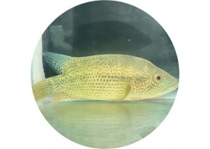Wolf Cichlid (Parachromis Dovii)