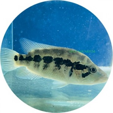 Wolf Cichlid (Parachromis Dovii)