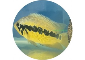 Yellow Jacket Cichlid