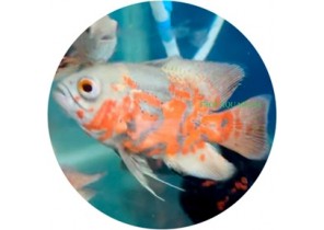 Albino Tiger Oscar