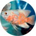 Cichlids