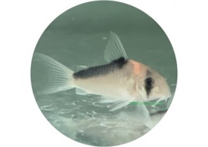 Adolfoi Corydoras