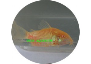 Albino Corydoras