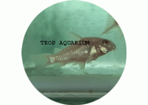 Albino Pepper Corydoras