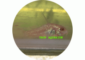 Albino Pepper Corydoras LF