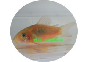 Bronze Corydoras