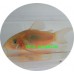 Corydoras