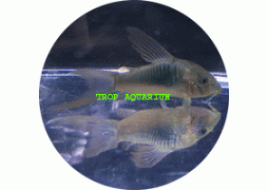 Long Fin Bronze Corydoras