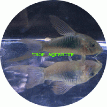 Bronze corydoras long fin