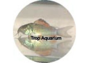 Green Catfish