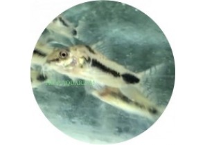 Habrosus Corydoras