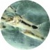 Corydoras