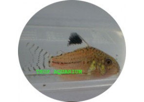Julii Corydoras