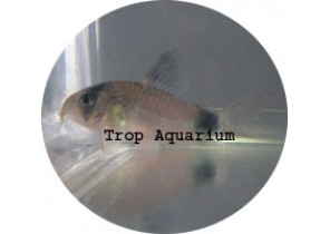 Panda Corydoras