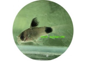 Long Fin Panda Corydoras