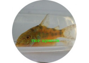 Pepper Corydoras