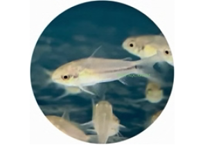 Pygmaeus Corydoras