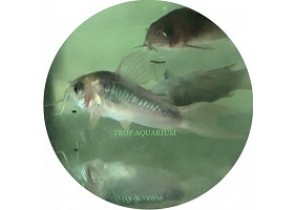 Rabauti Corydoras