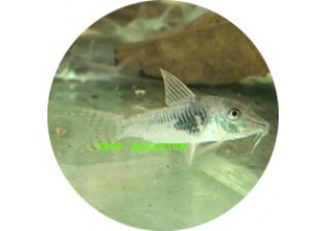 Septentrionalis Corydoras
