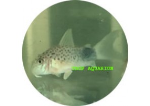 Similis Corydoras