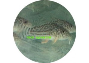 Sterbai Corydoras