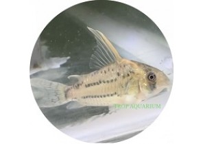 Corydoras sp. Super Schwartzi