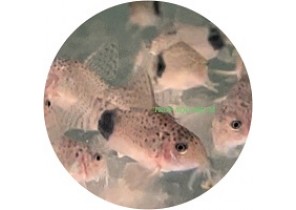 Tailspot Corydoras