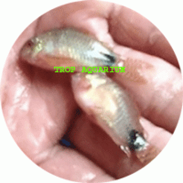 Corydoras