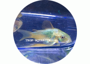 Venezuela Aeneus Corydoras