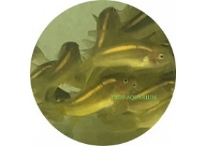 Gold Laser Corydoras