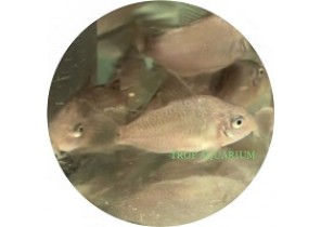 Pantana Corydoras