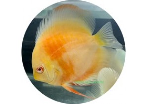 Albino Golden Discus