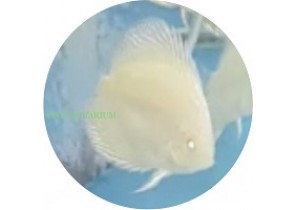 Albino Leopard Snakeskin Discus