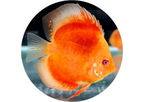 Albino Red Cover Discus