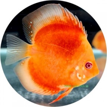 Albino red cover discus