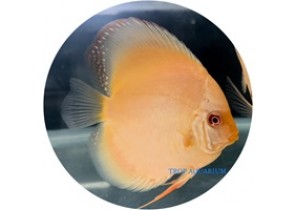 Albino Red Cover Discus