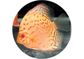 Albino Red Turquoise Discus