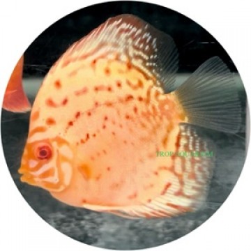 Albino red turquoise discus