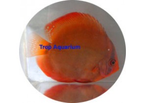 Alenquer Red Discus