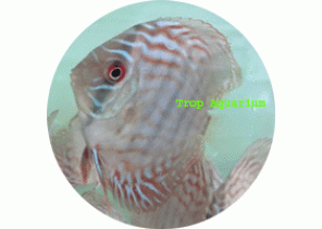 Altum Flora Discus