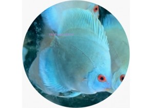 Blue Diamond Discus