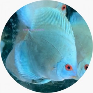 Blue diamond discus