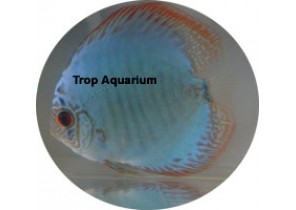 Snakeskin Blue Discus